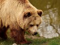 Penembakan Beruang Rumania, Pangeran Liechtenstein Diselidiki
