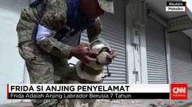 Frida Si Anjing Penyelamat Korban Gempa
