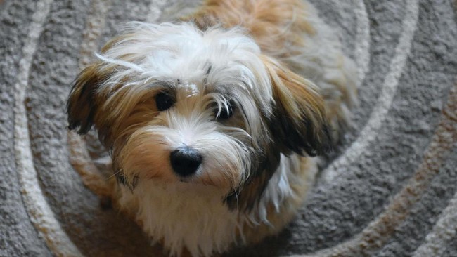 Di sebuah pedesaan di Australia Timur, anjing tak hanya jadi teman setia, tapi juga pelipur lara para remaja dengan hati terluka.