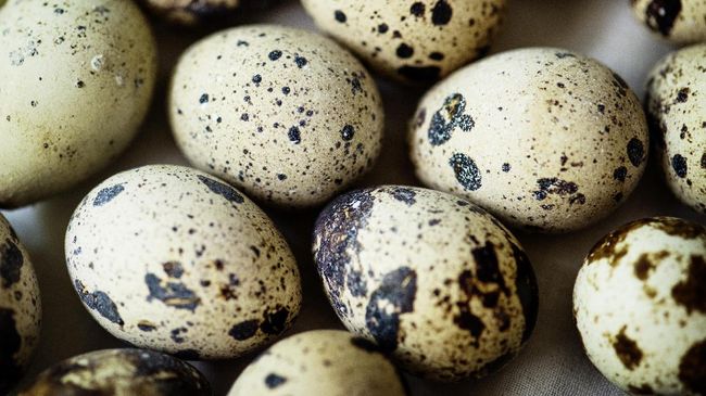 Tak cuma nikmat disantap, telur puyuh juga punya beragam manfaat untuk kesehatan.