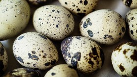 Manfaat Telur Puyuh untuk Tubuh