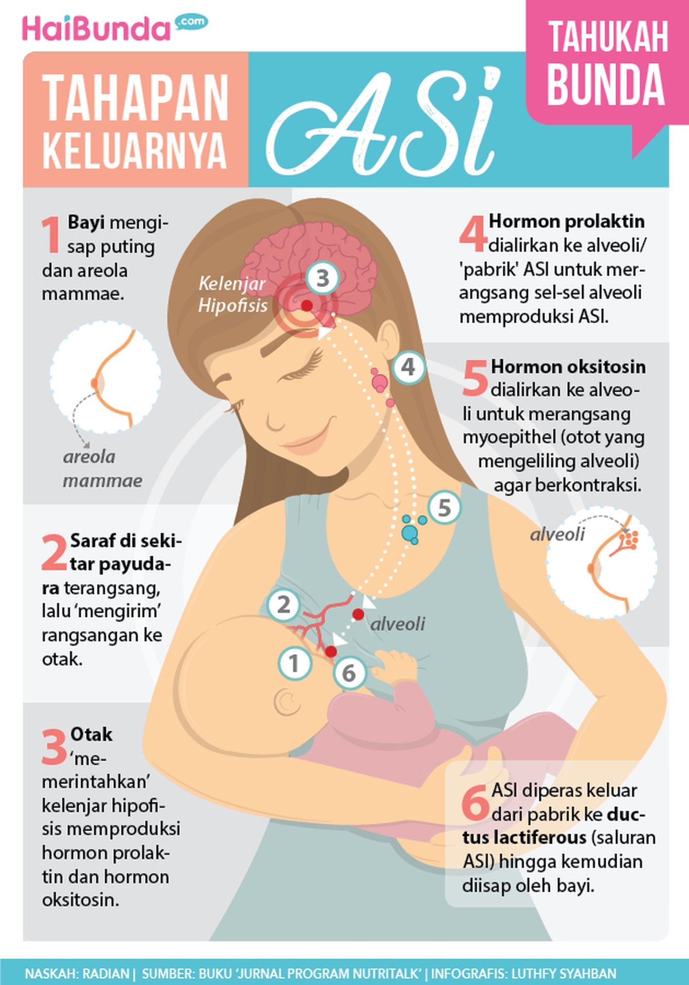 Pernah bertanya-tanya nggak sih, Bun, gimana prosesnya ASI bisa keluar saat bayi mengisap payudara bunda?
