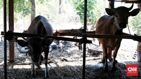 Saat Sapi Jadi Pengungsi Gunung Agung