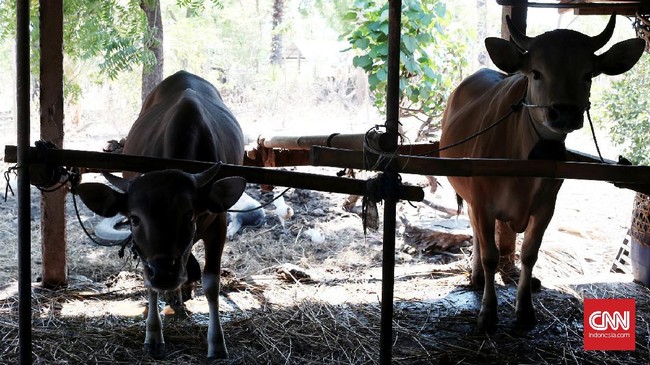 Sama seperti manusia, sapi yang jadi pengungsi pun butuh makanan serta tempat khusus. Sapi turut dievakuasi agar pemiliknya mau meninggalkan zona bahaya.