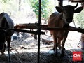 Saat Sapi Jadi Pengungsi Gunung Agung