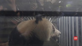 VIDEO: Berkenalan dengan Dua Panda Imut Kado dari China