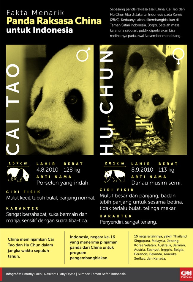 Sepasang panda dari China, Cai Tao dan Hu Chun tiba di Jakarta, Kamis (28/9). Keduanya lalu dibawa ke Taman Safari Indonesia, Bogor.