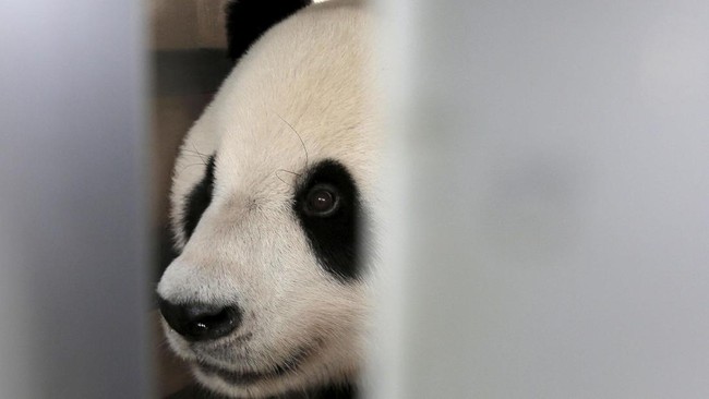 Jutaan warganet gempar ketika mendengar kabar kematian panda di Thailand. Sebagai pemilik panda, China curiga dan langsung mengirimkan tim ahli ke Thailand.