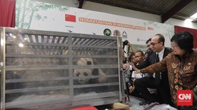 Cai Tao dan Hu Chun, Panda Raksasa China Tiba di Indonesia