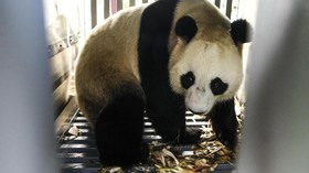 Panda Taman Safari Ternyata Sewa dari China, Biayanya Miliaran Rupiah