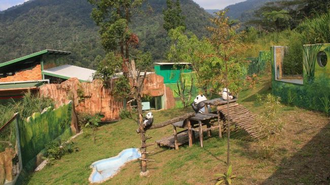 Penjaga panda di Taman Safari Bogor mengatakan saat program breeding, hewan raksasa itu masih bisa ditemui pengunjung, namun ada waktu mereka tak dapat dilihat.