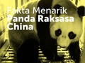 Fakta Menarik Duo Panda Raksasa Imut dari China