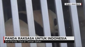 Panda Raksasa Tiba di Taman Safari