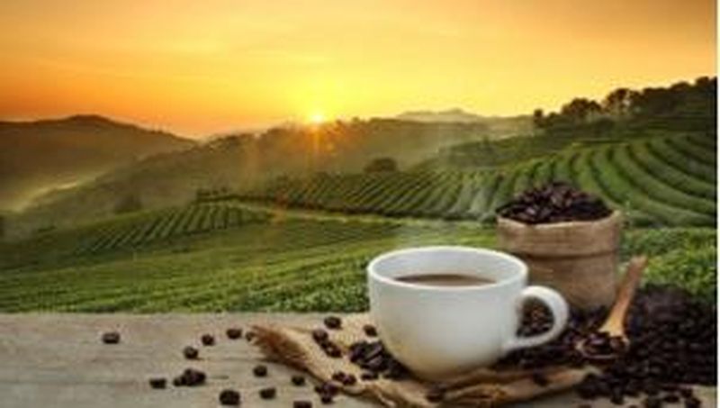 Bagi Anda penggemar kopi dan ingin mengetahui seluk beluk ragam kopi nusantara, silakan datang ke Malang.