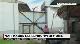 Napi Kabur Sembunyi di Mobil
