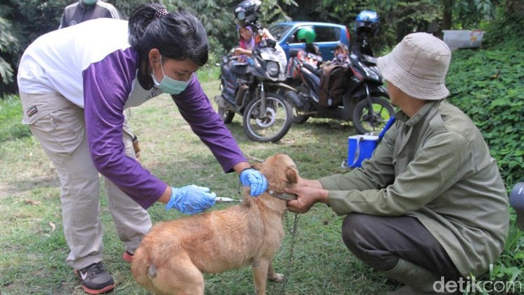Virus rabies bisa ditularkan melalui hewan peliharaan kucing, anjing atau kera. Bila memelihara hewan tersebut, yuk cegah rabies dengan 4 cara ini.