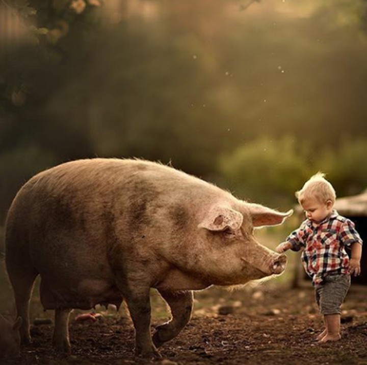 <p>Wah, berani banget ya, main bareng si babi yang besar. (Foto: Instagram @butnaturalphotography)</p>