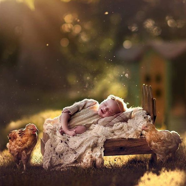 <p>Tidur sambil dikelilingi ayam. Hmm, lucu juga. (Foto: Instagram @butnaturalphotography)</p>