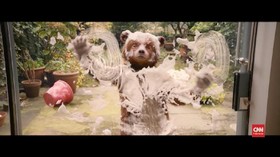 VIDEO: Beruang Paddington Siap Kembali ke Bioskop