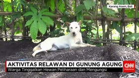 Aktivis Beri Makan Anjing Pengungsi Gunung Agung