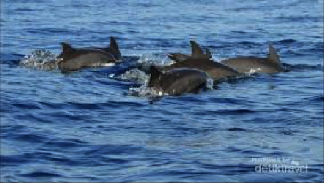 Ingin lihat lumba-lumba di laut lepas sambil menikmati pemandangan indah? Anda harus datang ke Teluk Kiluan di Lampung. 