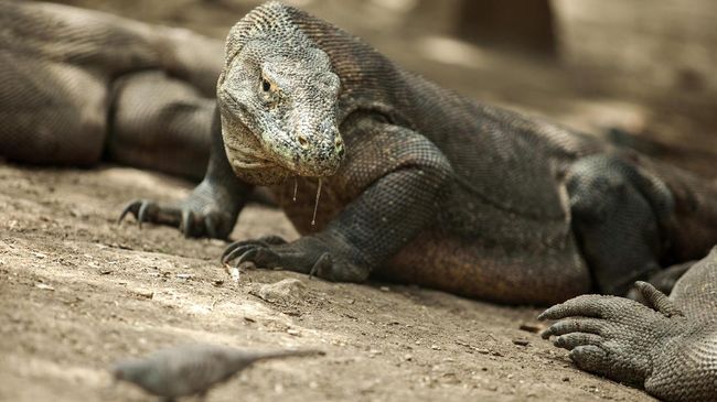 Di musim liburan, Taman Nasional Komodo dikunjungi oleh 10 ribu wisatawan. Dikhawatirkan, kelestarian alam dan habitat Komodo akan terganggu.