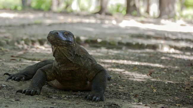 Peneliti Temukan Rahasia Kekuatan Komodo