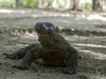 Foto Komodo-Truk Viral, Walhi Kritik 'Jurassic Park' NTT