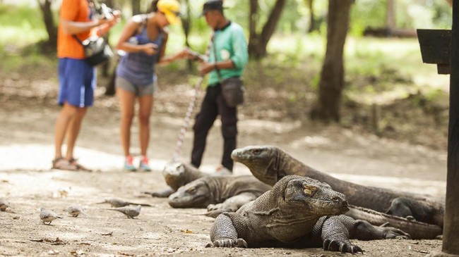 Warga hingga pelaku usaha pariwisata di Labuan Bajo NTT memprotes kebijakan pemerintah menaikkan tarif tiket masuk Pulau Komodo.