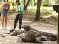 Rentetan Drama di Taman Nasional Komodo Sepanjang 2020
