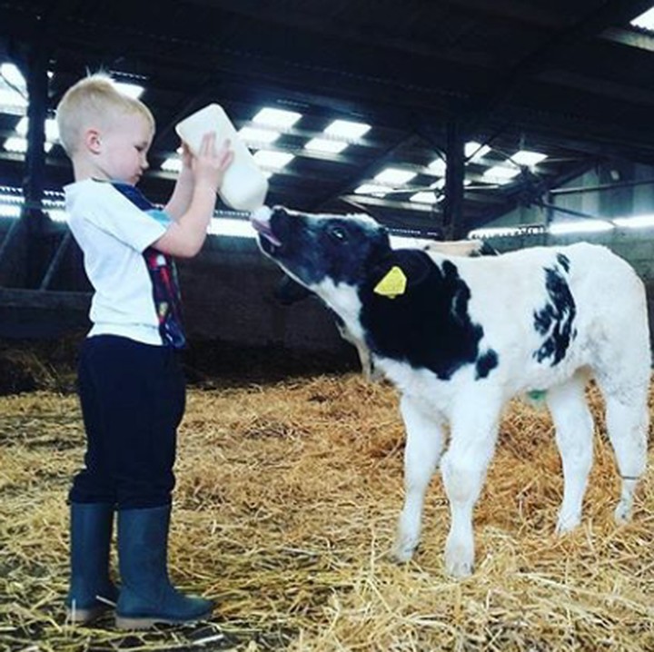 <p> Memberikan susu ke anak sapi dulu, yuk, hi-hi-hi. (Foto: Instagram @greg.mawson)</p>