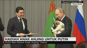 Hadiah Anak Anjing untuk Presiden Rusia