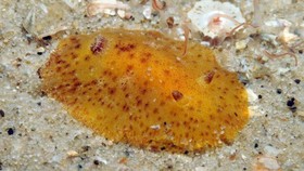 Memanen Antioksidan dari Lintah Laut Belitung