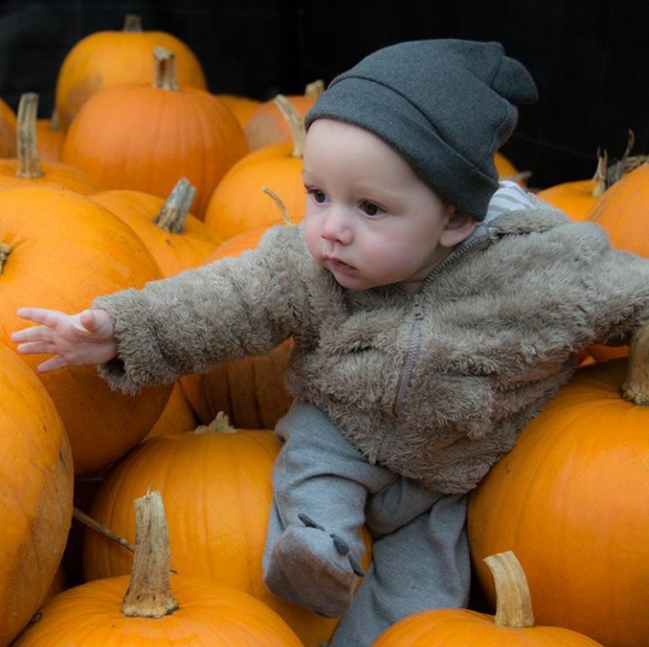 <p>'Tolong! Aku terjebak di lautan pumpkin!' (Foto: Instagram @emkonstantine)</p>