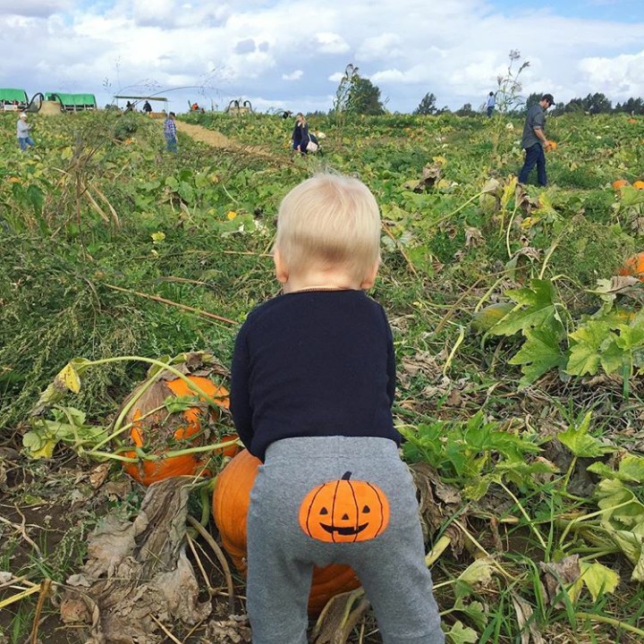 <p>Aduh-aduh, sampai ikutan memanen pumpkin di kebun juga nih. (Foto: Instagram @inthepinkgarden)</p>