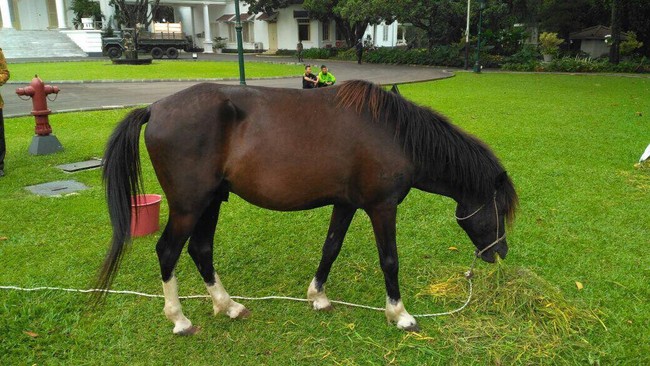 KPK telah menetapkan dua ekor kuda jenis Sandalwood pemberian warga NTT kepada Presiden Joko Widodo sebagai milik negara.