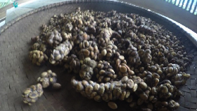 Ke Taman Ayu, Menpar Cicipi Kopi Luwak