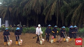 'Raksasa' Sawit Serap Hasil Peremajaan Kebun Musi Banyuasin