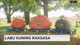 Labu Kuning Raksasa