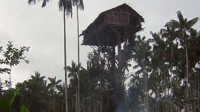 Suku Korowai hidup di hutan hujan tropis, dengan rumah dibangun di atas pohon-pohon dengan ketinggian sekitar 12 hingga 35 meter dari permukaan tanah.