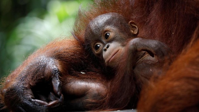 Ada banyak cara untuk mengenalkan satwa langka kepada anak-anak dalam upaya pelestariannya.