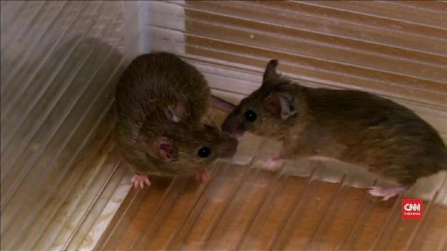 Percobaan pada tikus menunjukkan bukti mengejutkan soal suntikan darah orang tua kepada yang lebih muda.