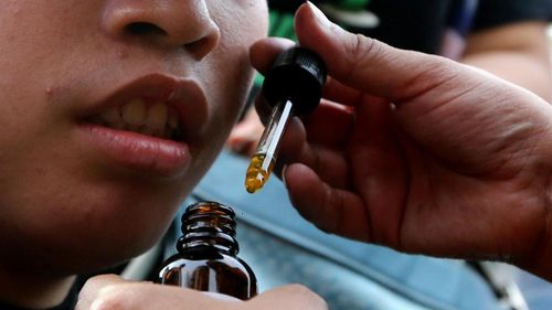 Peru Legalkan Ganja Medis Peru Legalkan Ganja Medis