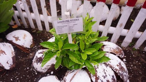Ini Rahasia Lansia di Sulut Tetap Sehat dan Produktif di Usia Senja Ini Rahasia Lansia di Sulut Tetap Sehat dan Produktif di Usia Senja