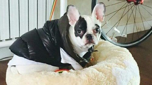 Cara Cegah Agar Gigitan Anjing Suspek Rabies Tak Sebabkan Kematian Cara Cegah Agar Gigitan Anjing Suspek Rabies Tak Sebabkan Kematian