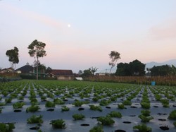 LPSE Kota Semarang Buka Lelang Penyedia Bibit Hortikultura Lur!