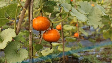 Blewah Termasuk Buah Hidroponik yang Dapat Ditanam di Rumah