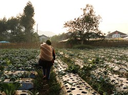 Viral Petani Sawi Ngamuk Gara-gara Harga Anjlok, Kementan Buka Suara