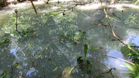 Kolam Air Asin, Sumber Garam Orang Papua di Pedalaman