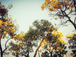 Viral Pohon Tabebuya Menangis di Malang, Sempat Ditebang karena...